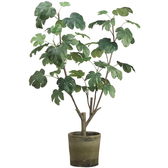 4 Ft. Fig Plant